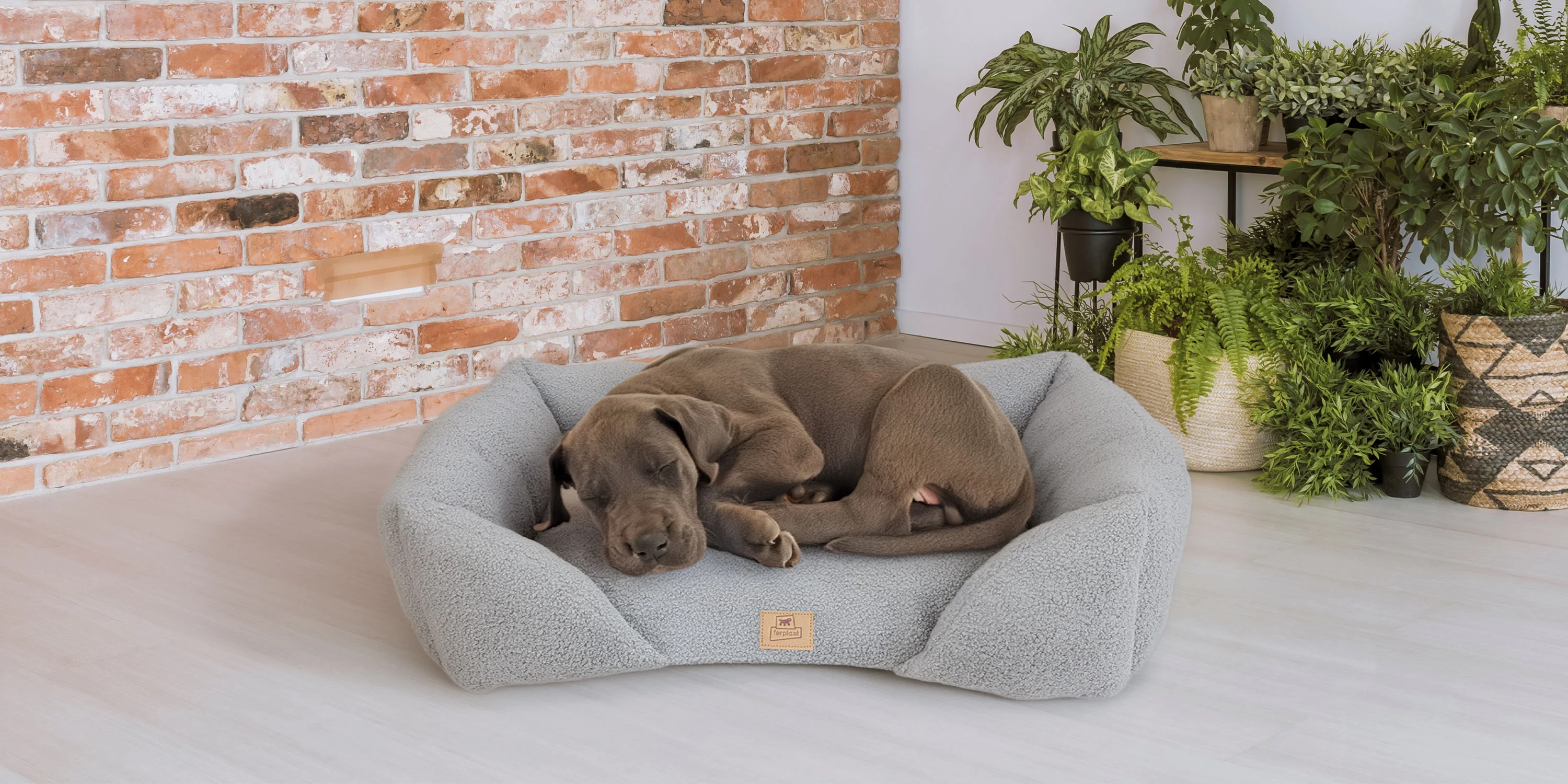 Estilo y Confort para Mascotas